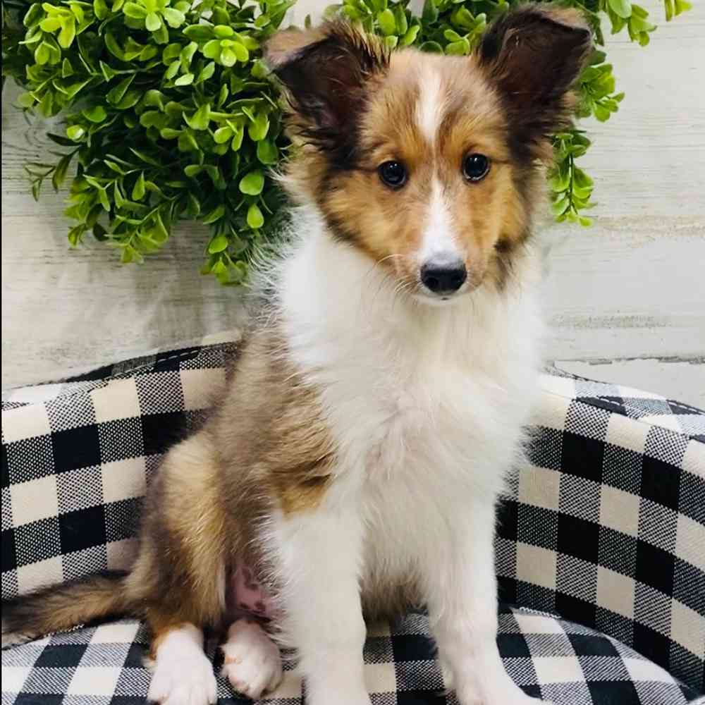 carousel pet images