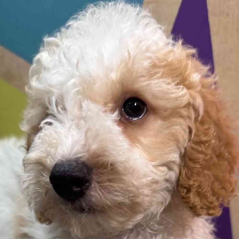 Image of a pet breed in the gallery