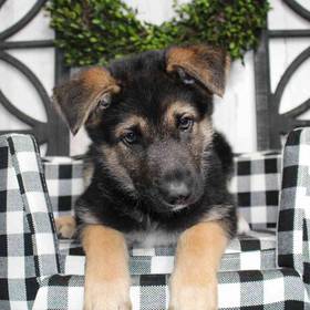 German Shepherd