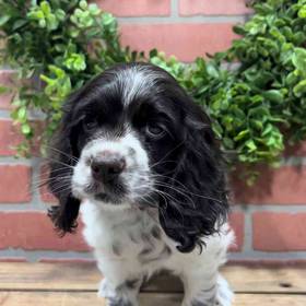 Cocker Spaniel