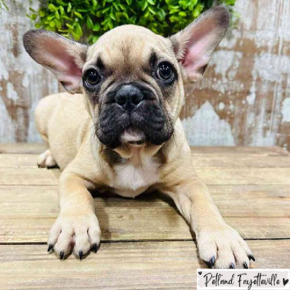Male french bulldog for sales sale
