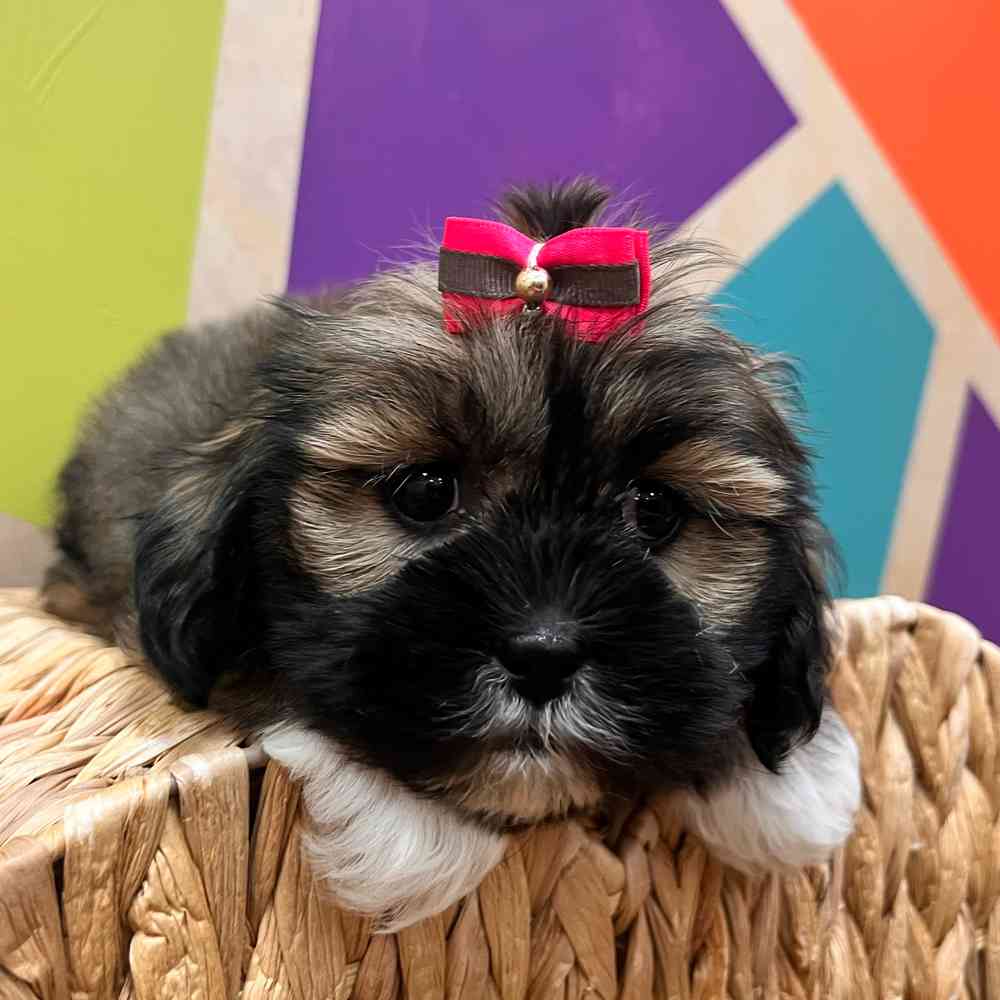 Information on Lhasa-Poo Puppies for Sale in Rogers, Arkansas