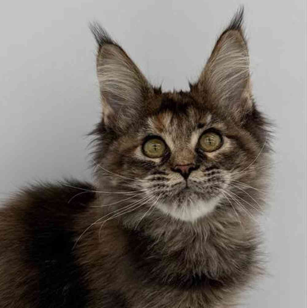 Kitten