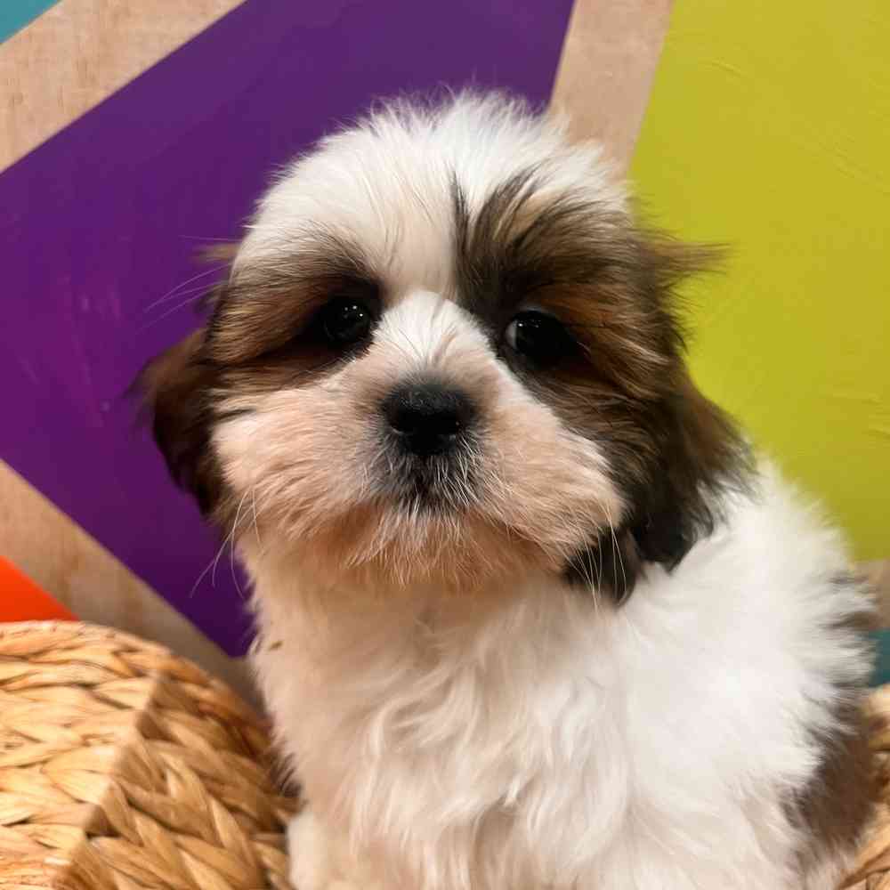 carousel pet images