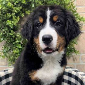 Bernese Mountain Dog