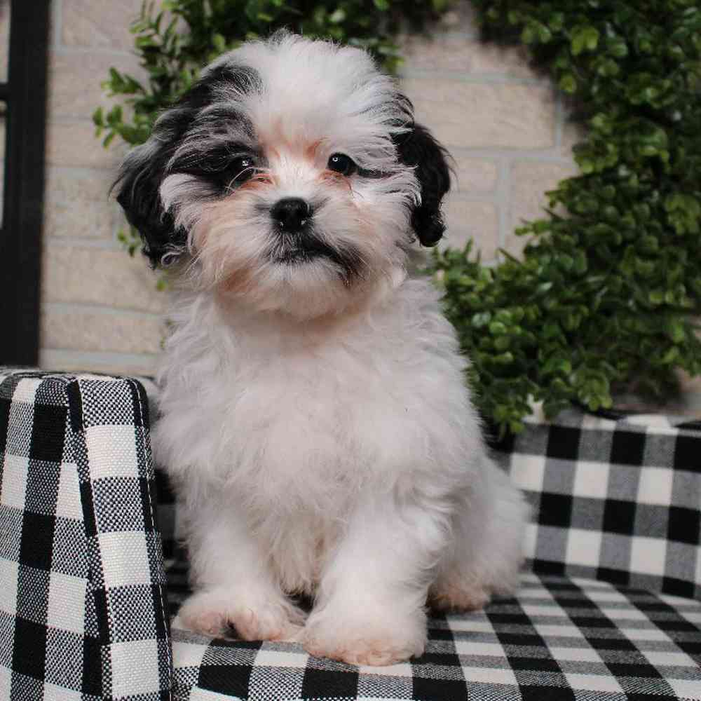 carousel pet images