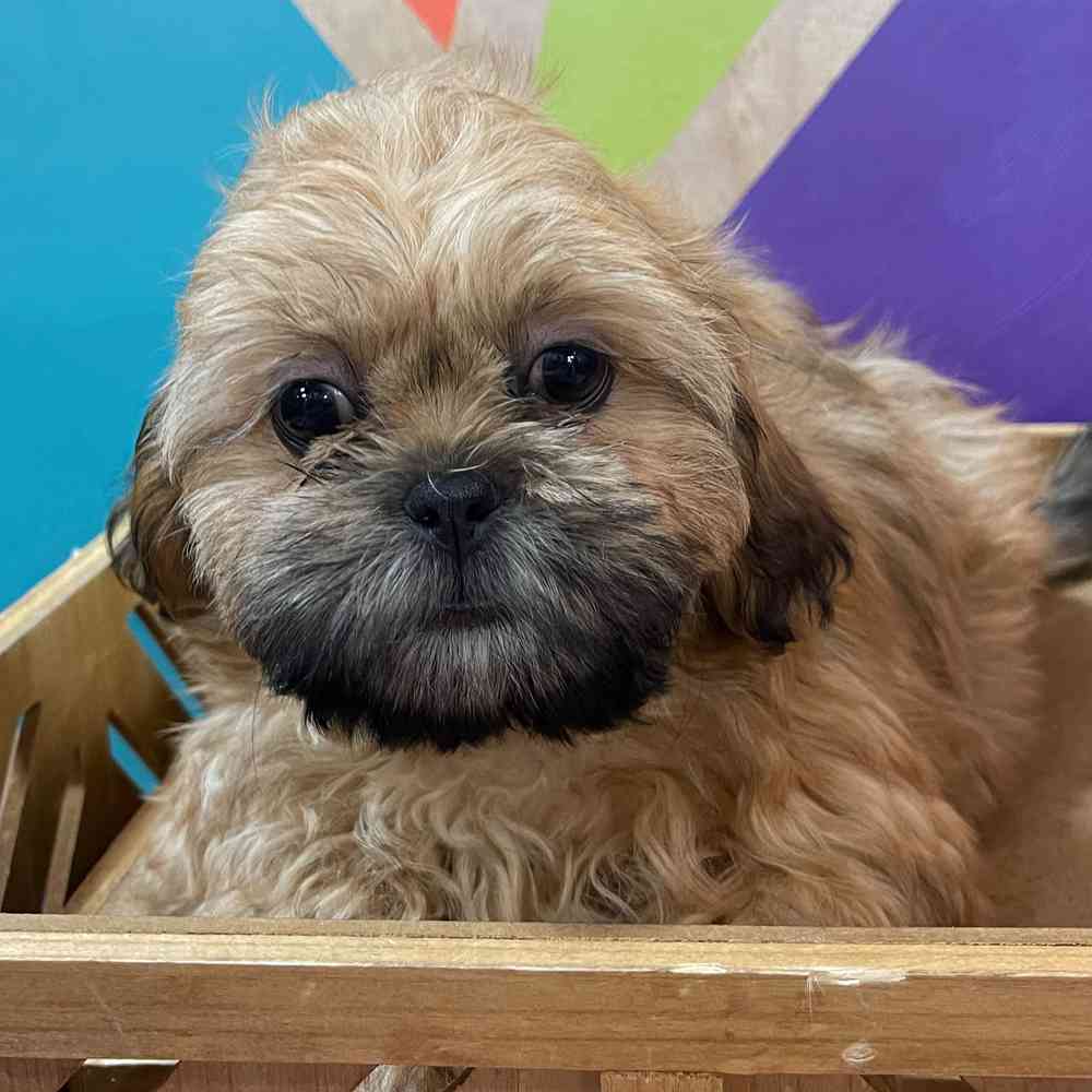 carousel pet images