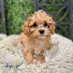 Cavapoo