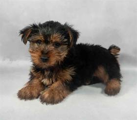 Yorkie