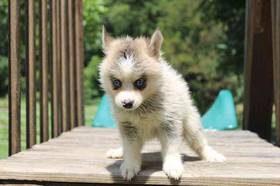Pomsky