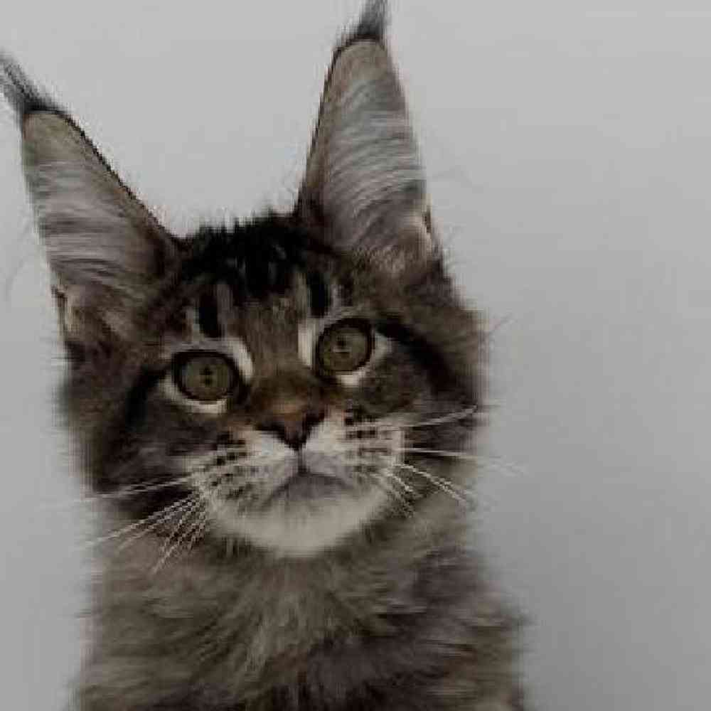 Image of a pet breed in the gallery