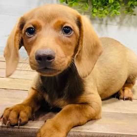 Dachshund