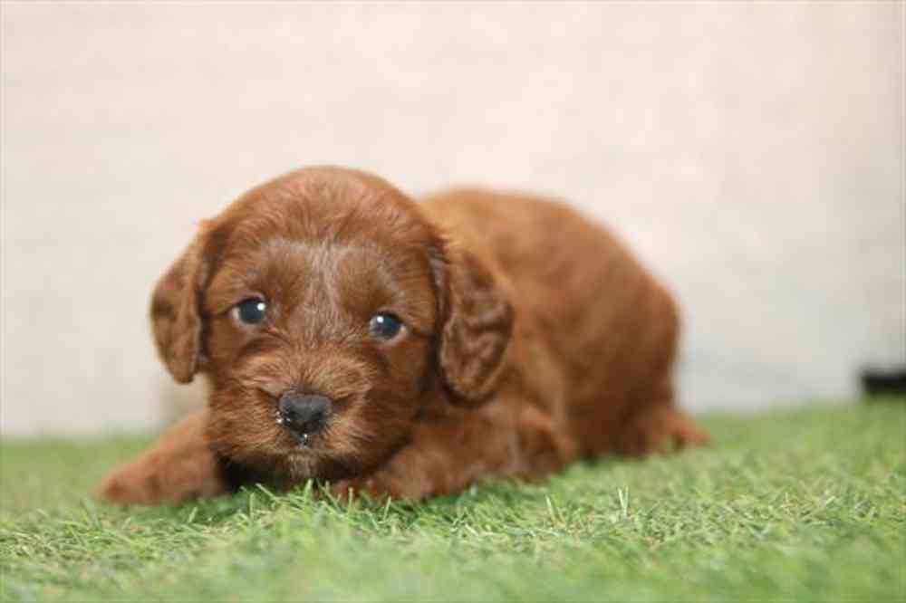 carousel pet images