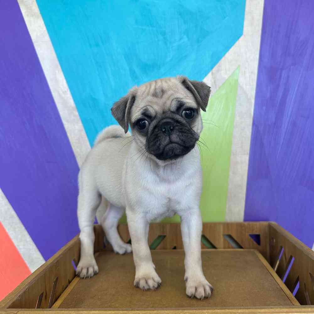 Image of a pet breed in the gallery