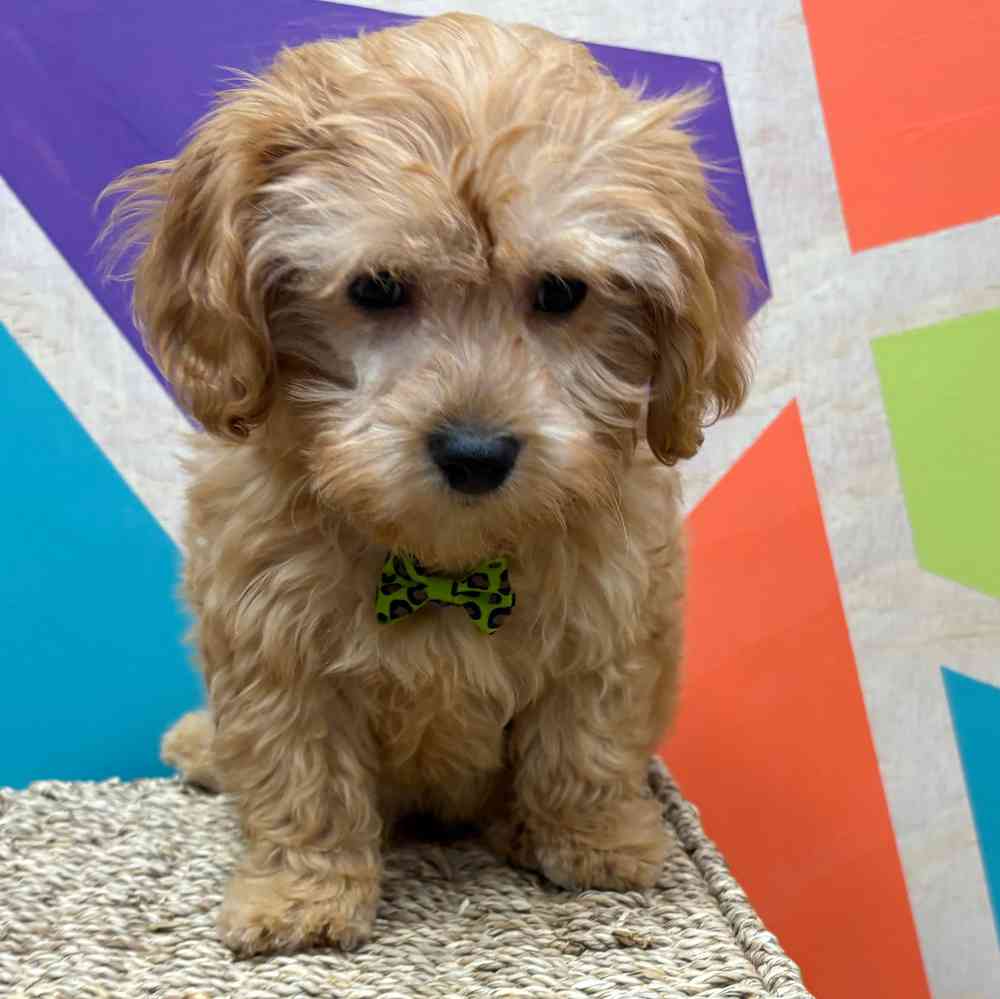 carousel pet images