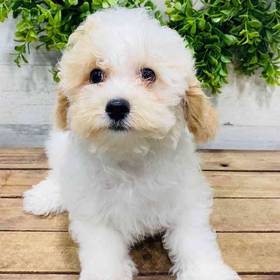 Cavachon