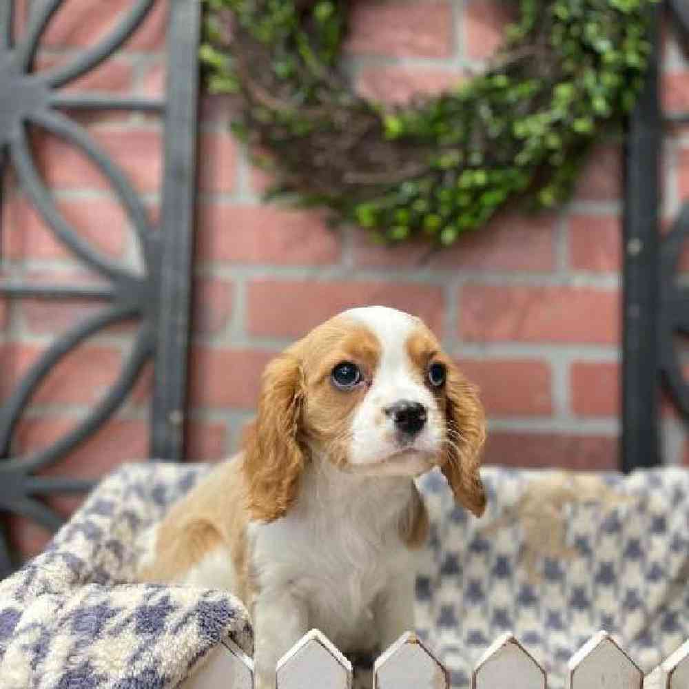 Male Cavalier King Charles Spaniel Puppy for Sale in Rogers, AR