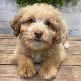 Aussiedoodle