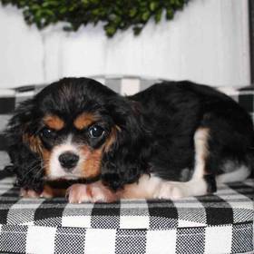 Cavalier King Charles Spaniel