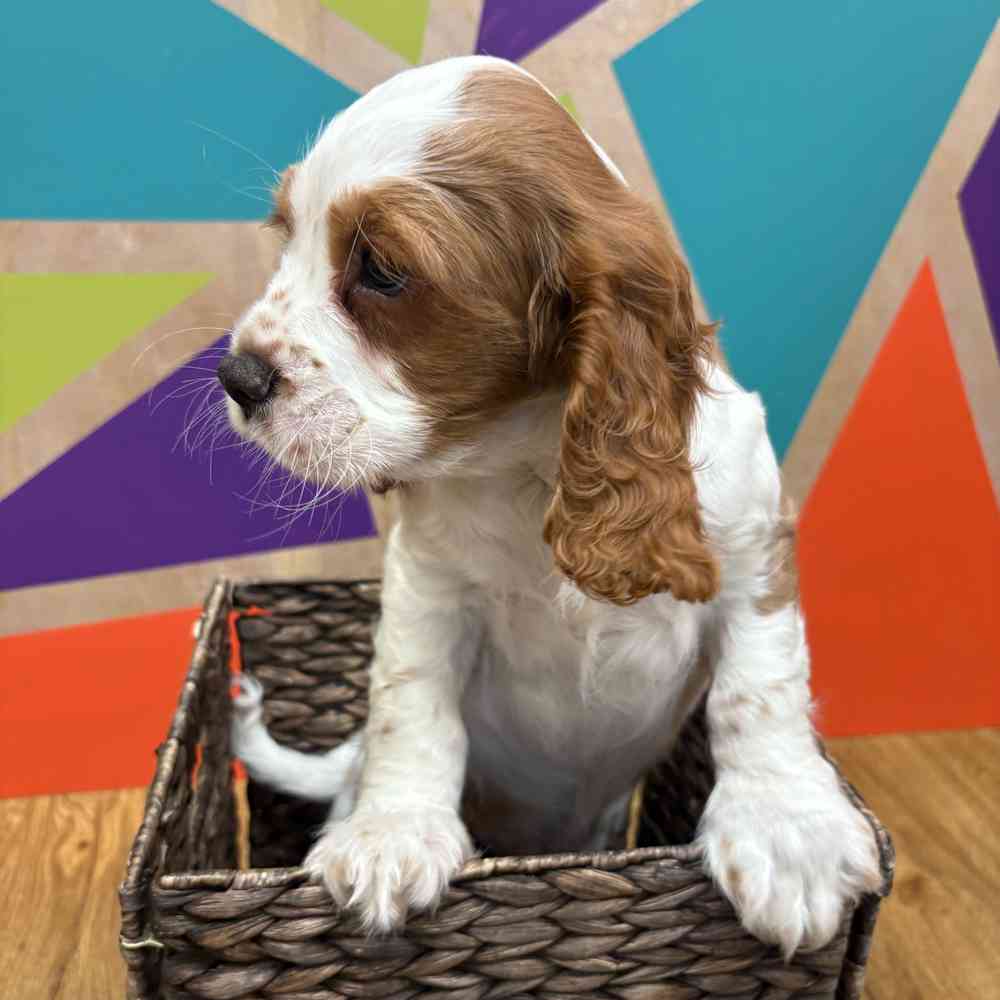 carousel pet images