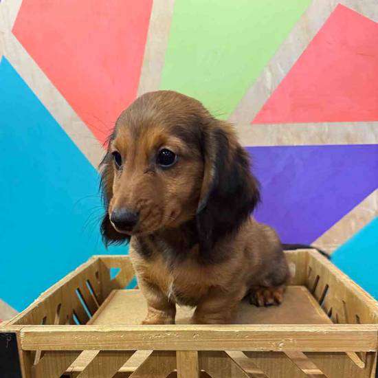 Dachshund