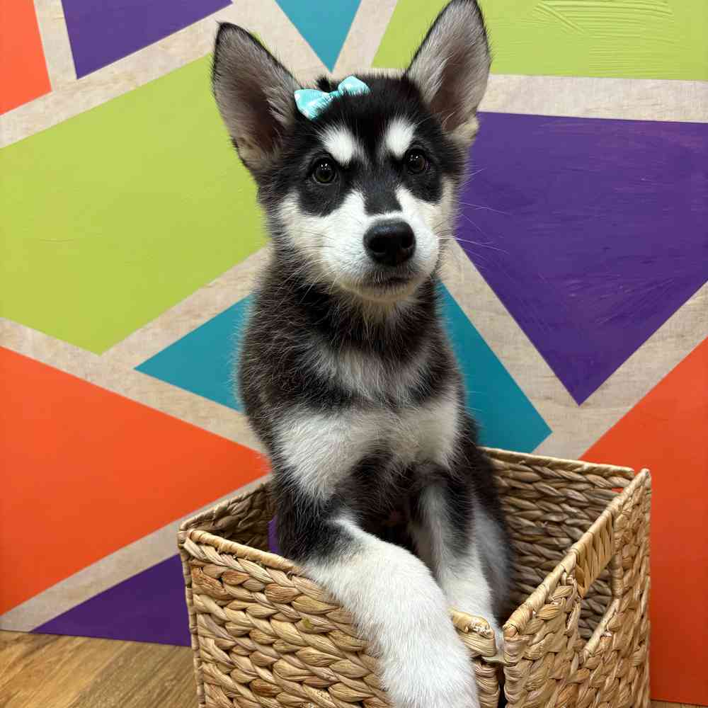 carousel pet images