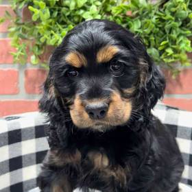 Cocker Spaniel