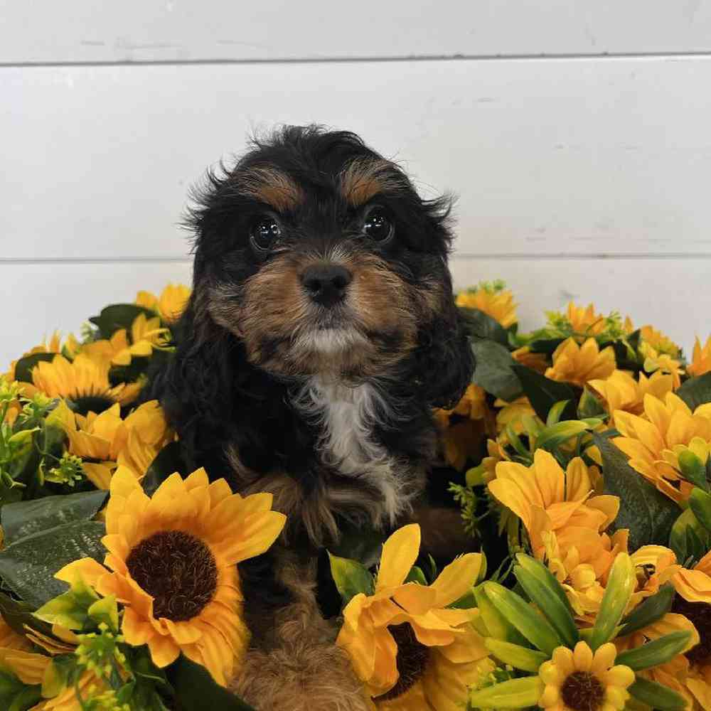 Female Cavapoo Puppy for Sale in Rogers, AR