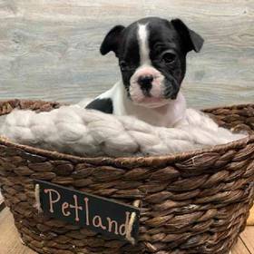 French Bulldog