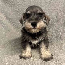 Mini Schnauzer