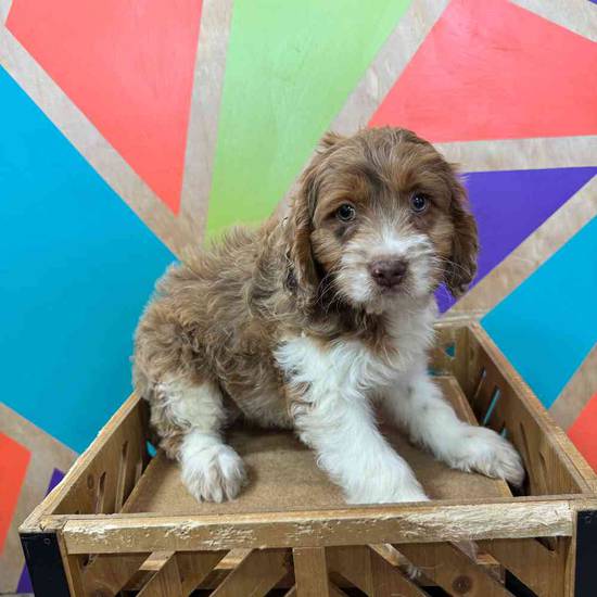 Cockapoo