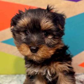 Yorkie