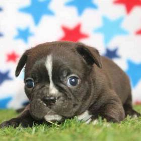 Frenchton
