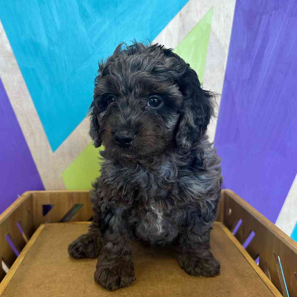 carousel pet images