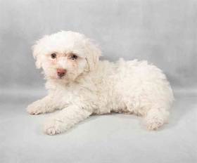 Bichon