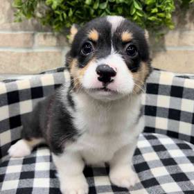 Pembroke Welsh Corgi