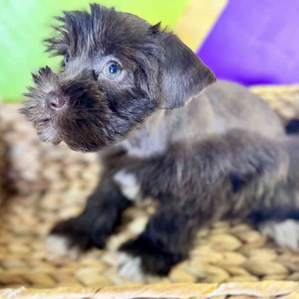 carousel pet images