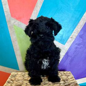 Mini Schnauzer