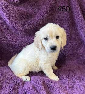 Golden Retriever