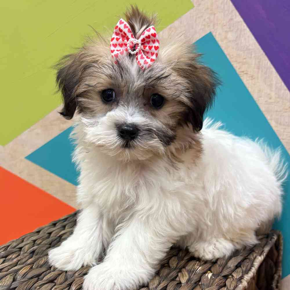 carousel pet images