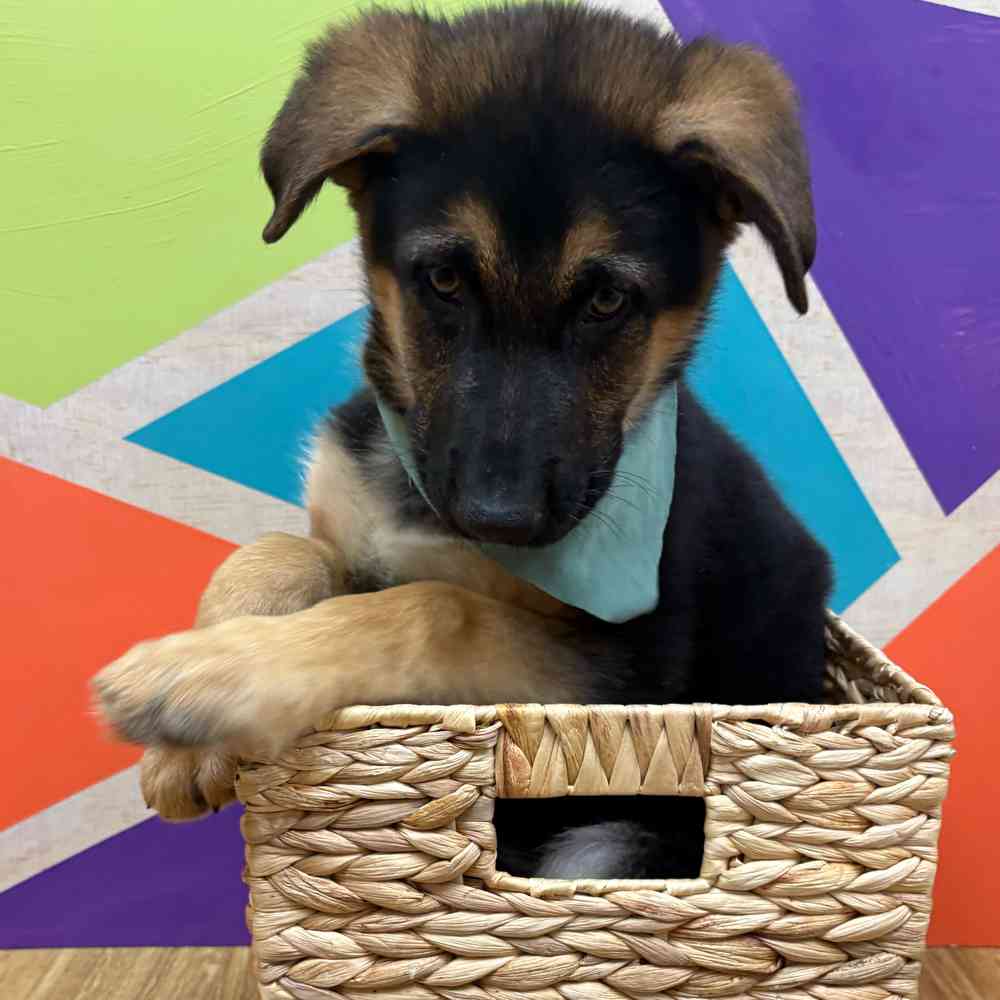 carousel pet images