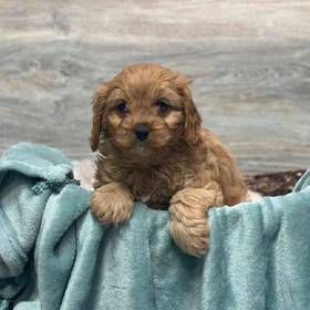 Cavapoo