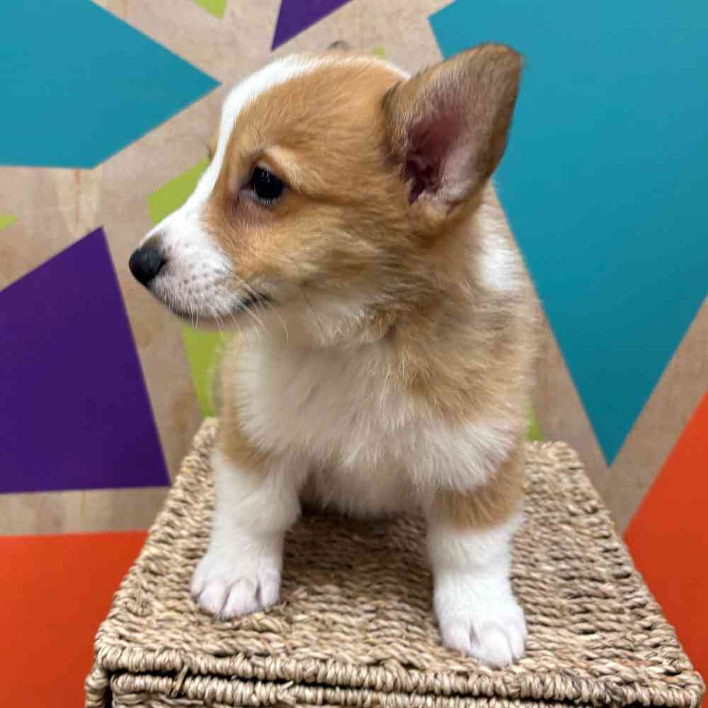 carousel pet images