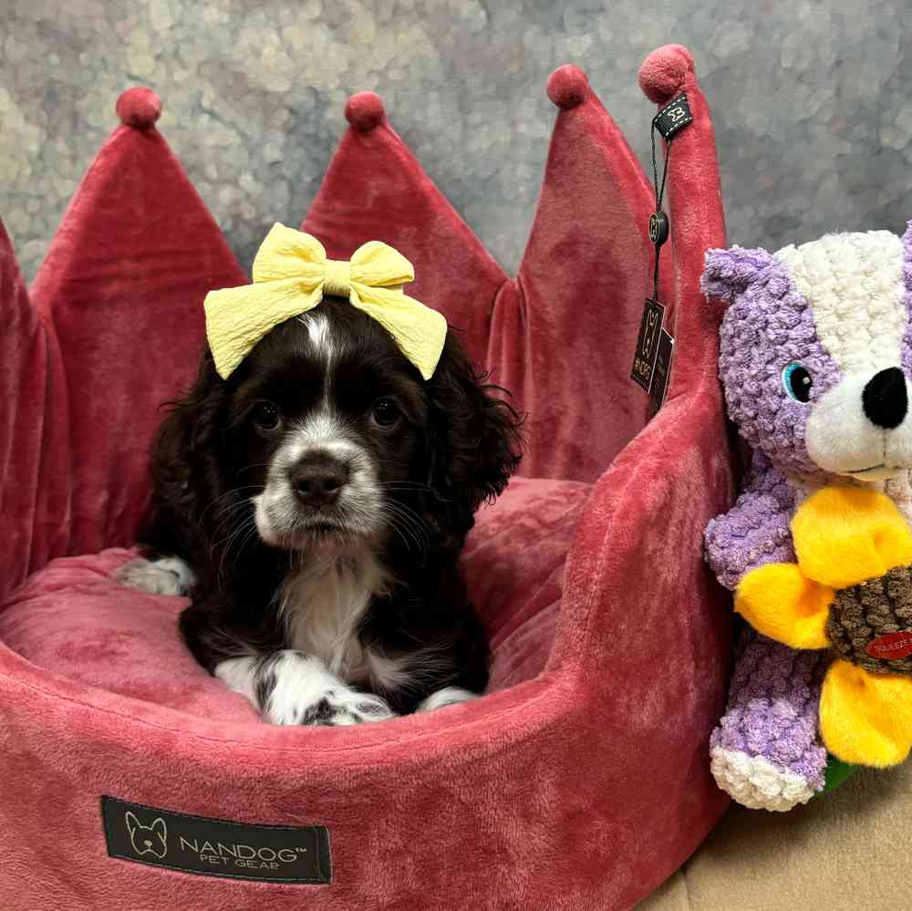 carousel pet images