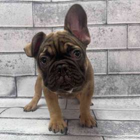 French Bulldog