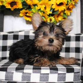 Yorkie