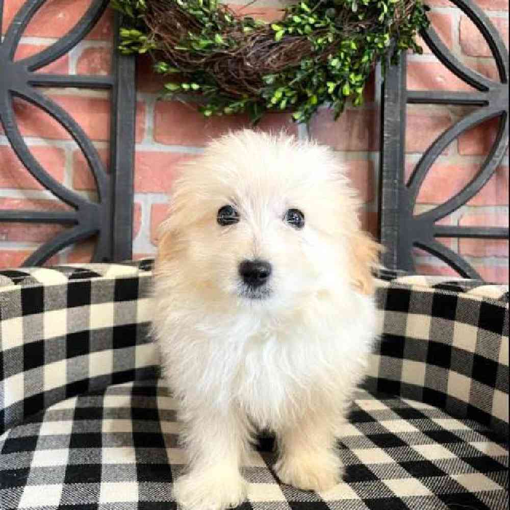 Female Pom-A-Poo Puppy for sale