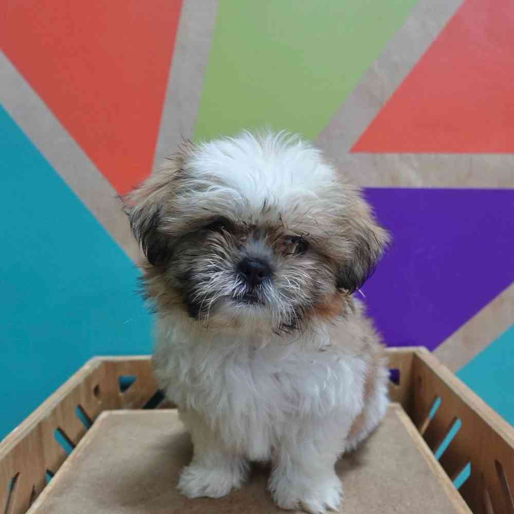 Image of a pet breed in the gallery