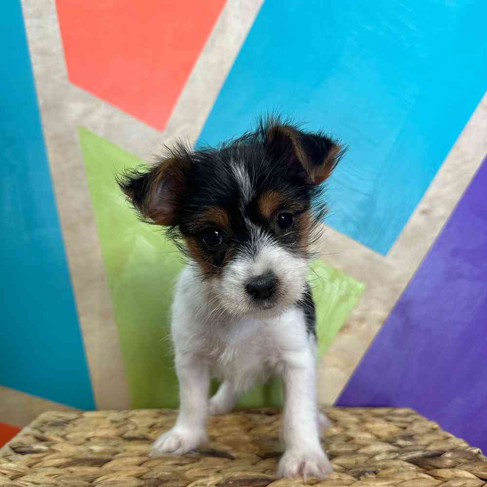 Image of a pet breed in the gallery