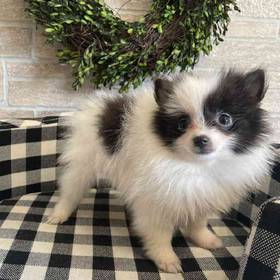 Pomeranian